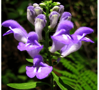 Шлемник бокоцветный (5 шт) / Scutellaria lateriflora